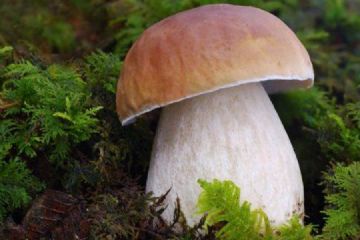 Corso funghi