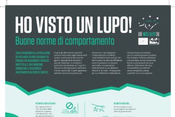 Linee guida